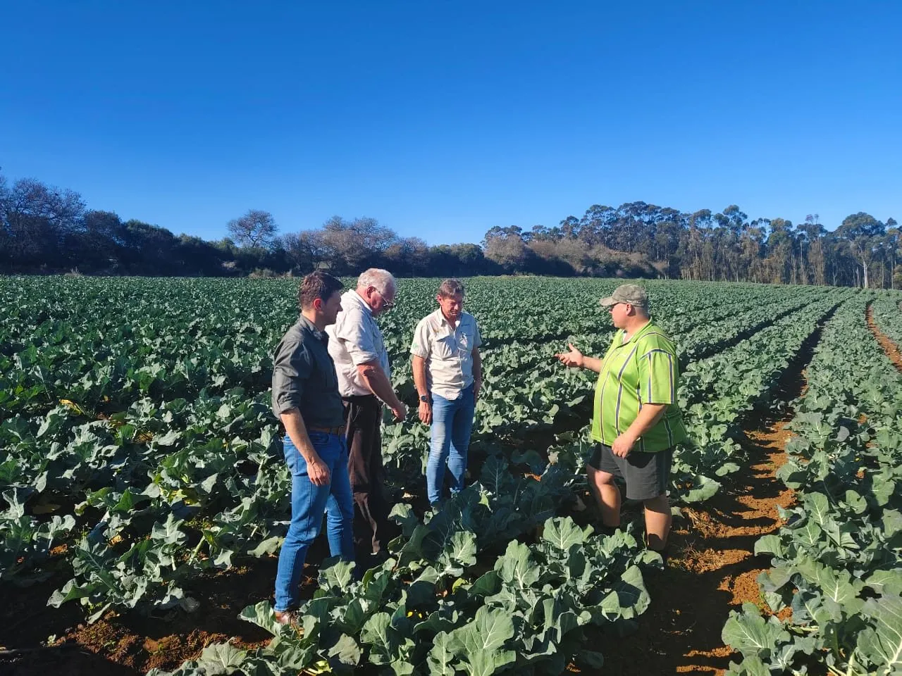 Farmers and a DRIS advisor inspecting a brassica crop in the field